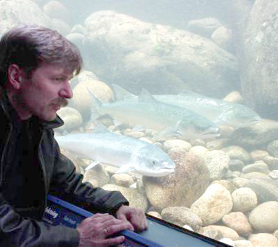 Laksevirusen kan smitte villfisk!