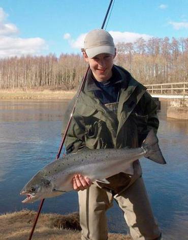 Årets første laks på plass i flere elver!