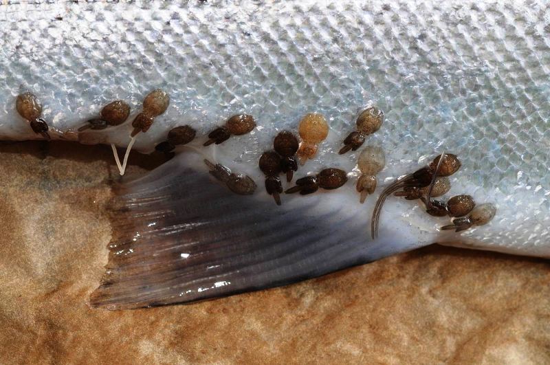 - Tenk deg om to ganger før du spiser oppdrettslaks!