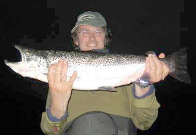 -Overbefolket brunørret bør ut i sjøørret-bekkene!