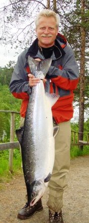 Storlaks i kø ved trappa i Målselva 