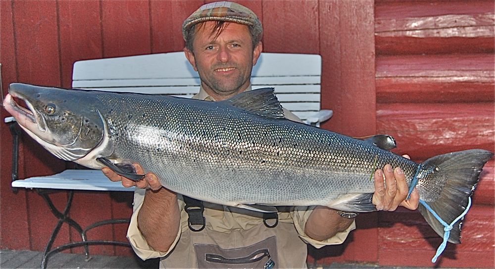 Mandalselva nesten bankers for ferske laksefiskere!