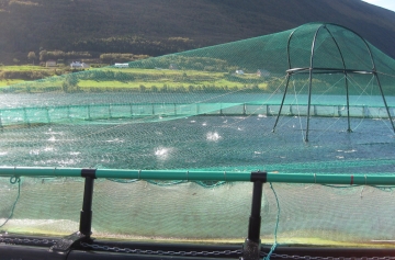 Hobbyfiskere i kø for å fiske opp de 36700 rømlingene!