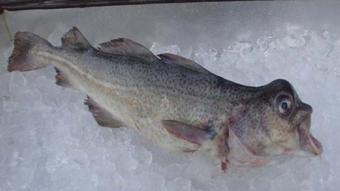 Laks- og torskeoppdrett må foregå i anlegg  på land!