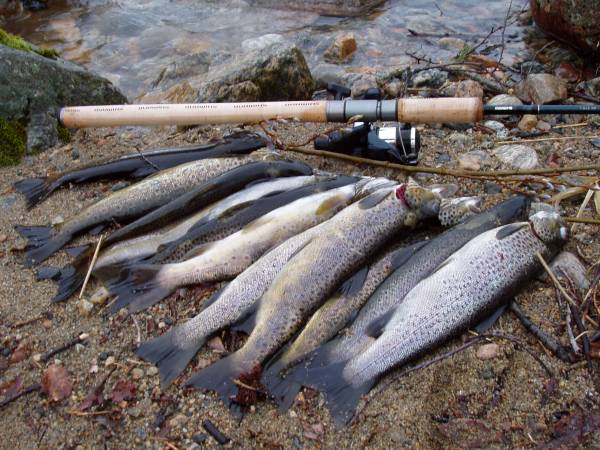 Nå biter ørreten i innløpsosene!