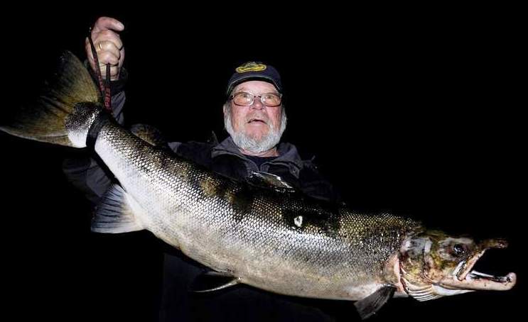 Rekordlaks i Nidelva - flere på over 20 kilo har gått trappa