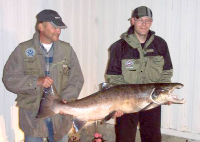 Fluelaks på 20,2 kilo tatt i Orkla!