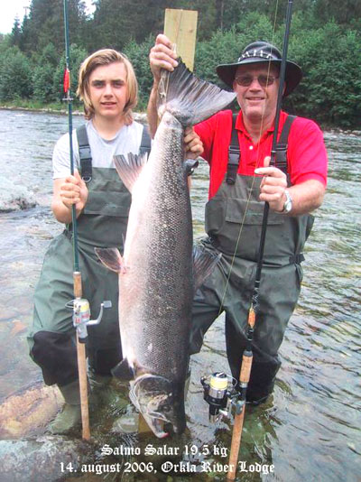 Kraftig pris-press på laksefiske i Orkla!