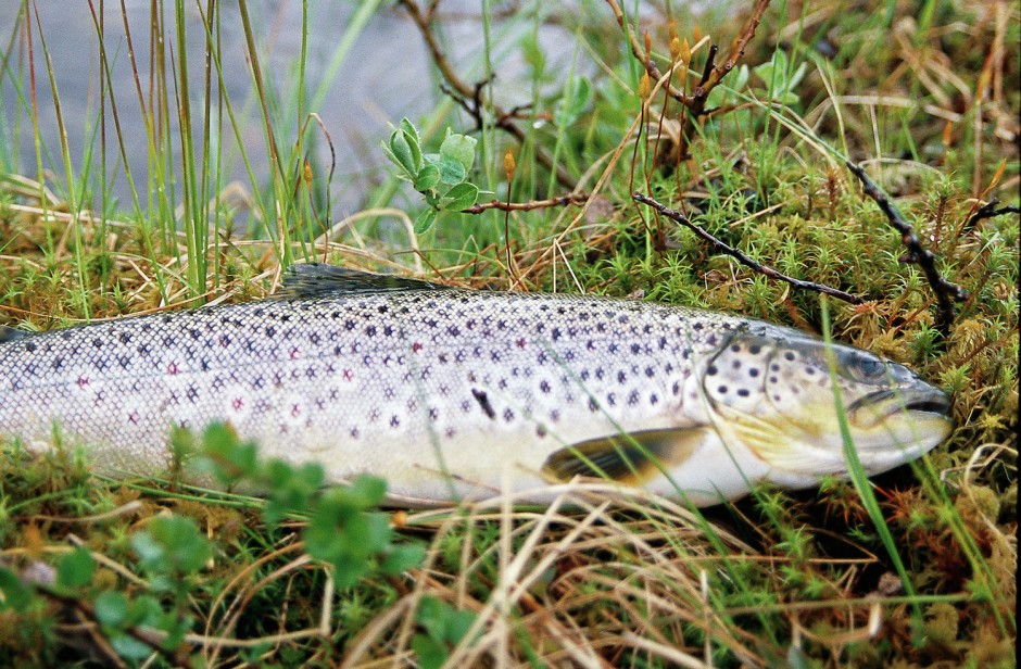 Klar for fight med danske, svenske og tyske fiskere