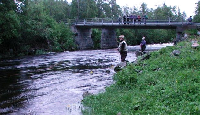En seksdobling av laksefangsten i Oselva!