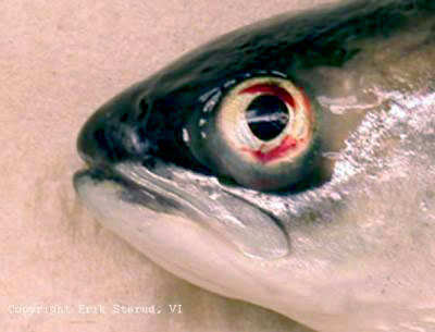 Ny parasitt påvist hos oppdrettslaks!