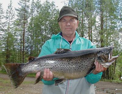 Her jager storørreten lagesilda som en spekkhogger