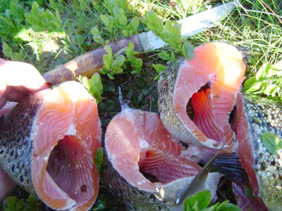 Sommerens gyldne øyeblikk!