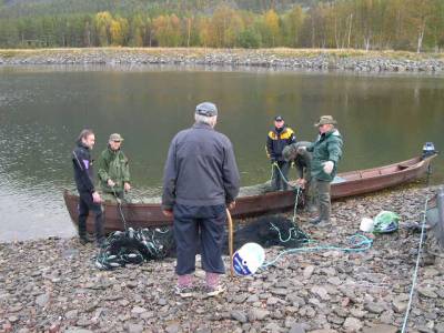 Gjenutsatt laks må med i årsfangsten!
