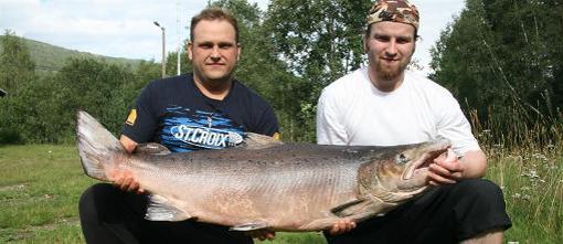 23 kilos laks tatt på flue i Orkla i går