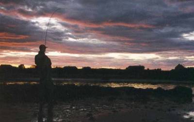 Elver med lite gytefisk kan stenges på kort varsel 