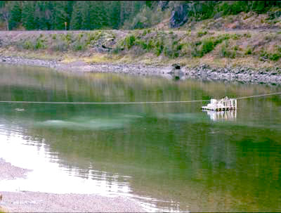 Fiskeguiden: Panikkbruk av rotenon på Helgeland!