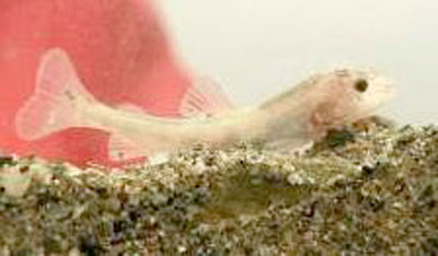 Ny kritthvit røye funnet i Tinnsjøen!