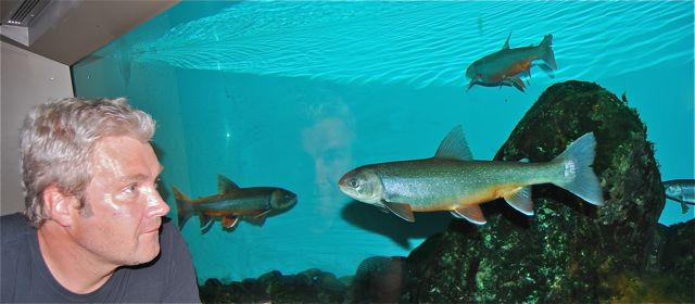 Storrøya sultet nesten ihjel før den spiste rekene!