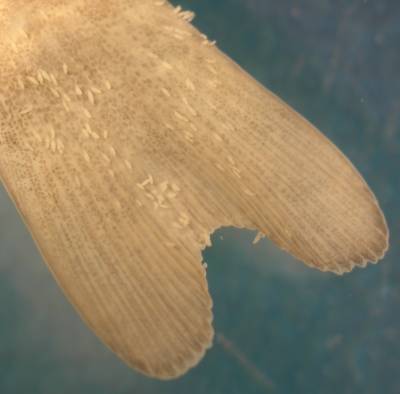 Røye-unge med gyro på halen. (Foto: Stig Sandring)