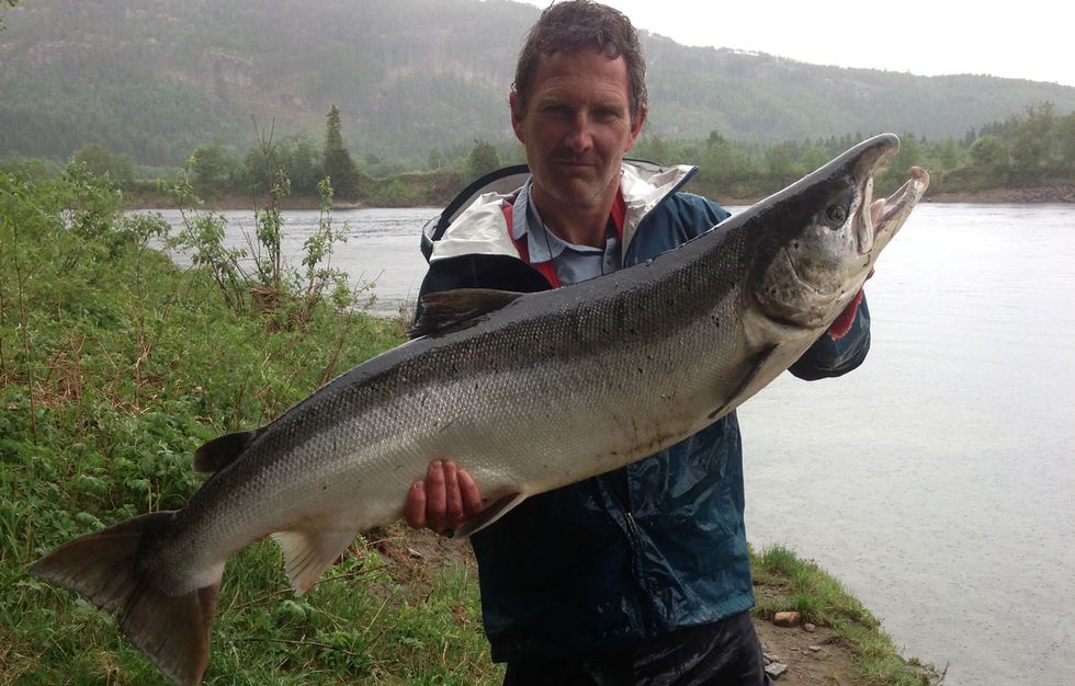 Namsen kan få mye mellomlaks i 2014