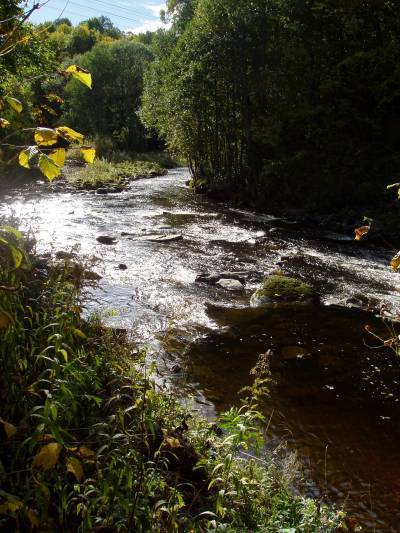 Rekordfangst og laks og sjøørret  i Sandvikselva