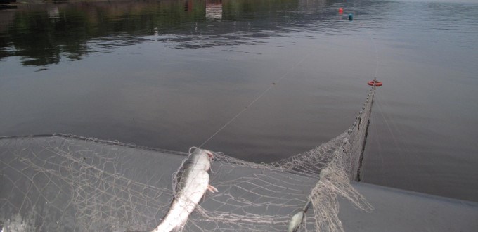 Sjøørret må fredes eller  gjenutsettes!