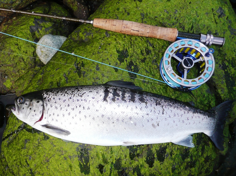 Møre og Romsdal dominerte og vant sjøørretkonkurransen