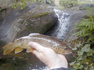 Nyoppdaget gytebekk for sjøørret i Saltnes