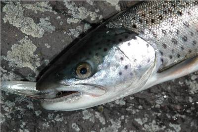 Fortsatt fiske i Lauvsneselva!