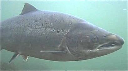 Lakseforskerne så ikke miljøkonsekvensene!