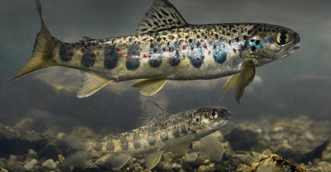 Verdens minste laks lever hele livet i Namsen