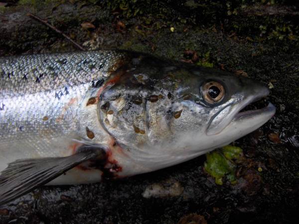 Dødelig laksesykdom  påvist i oppdrettsanlegg på Senja
