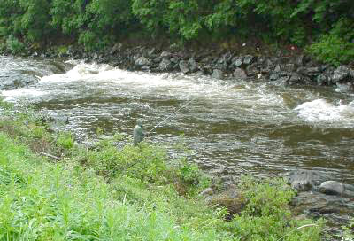Kan vintervannføringen tilpasses bedre laksungene?
