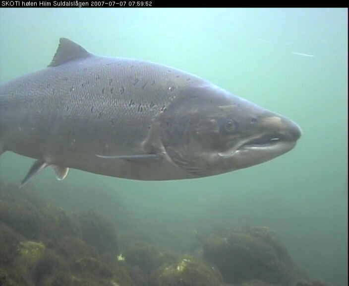 Statkraft trosser Stortingsvern av Suldalslaksen!