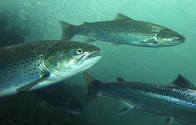 Fiskeriministerens oppdrettsselskap  politietterforskes!