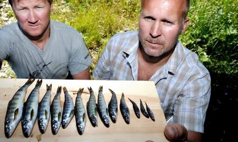 Statkraft tørrlegger Surna for andre gang på fire år!