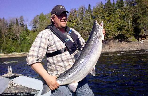 Storlaksen står allerede under Holmfoss!