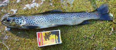 Jager eller fortrollet ørret!