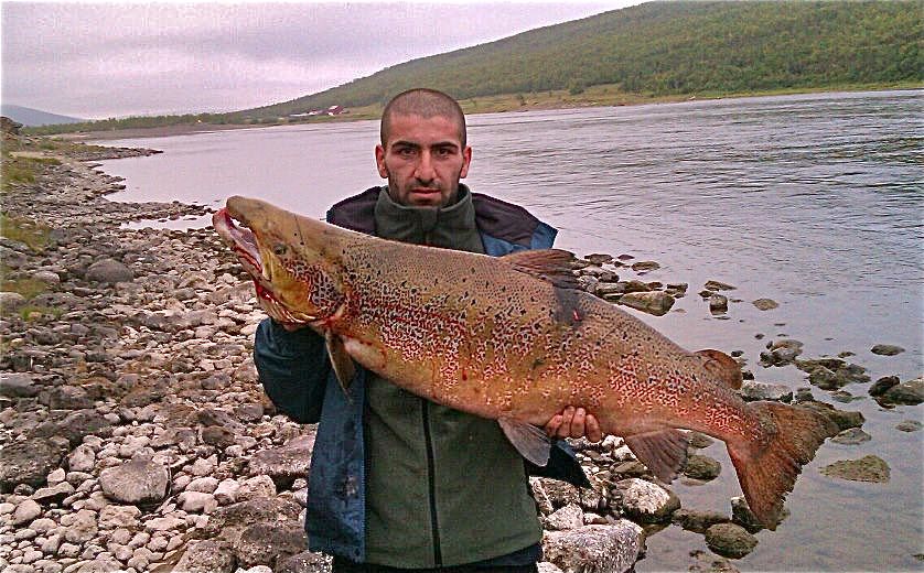 Nå må storlaks-stammen i Tanaelva bygges opp igjen!