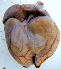 Oppdrettslaksen har hjertetrøbbel!