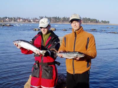 Sjøørret-slag i Tønsberg!