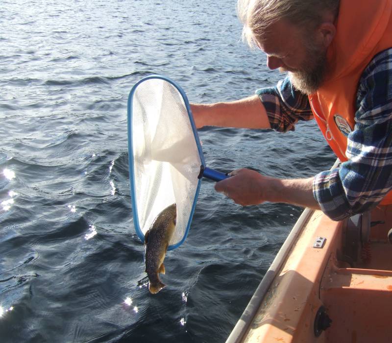 Utsatt stor ørret  i Totak som lokkemat for fiskere