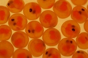 Laksen tilbake i Trysilelva!