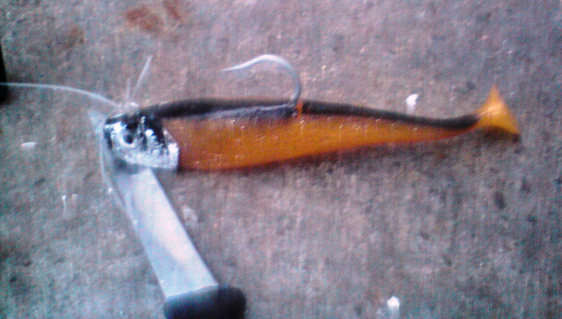 Verdensrekorden for kveite henger i en tynn tråd