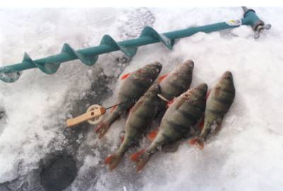 Fiskekort innført for Øyeren!