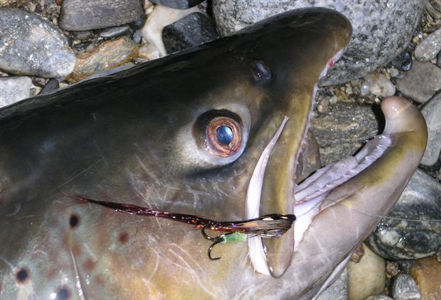 Stangfiske etter sjøørret i sjøen strammes inn fra 2011