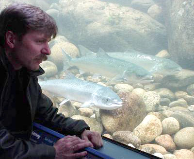 Storlaksen er tilbake i Lærdalselva!