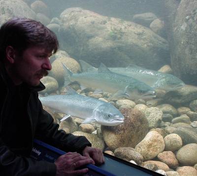 Lærdalselva kan friskmeldes tidligst om fem år!