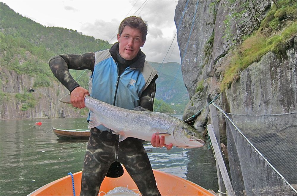 Den verdensberømte Vosso-laksen er berget!